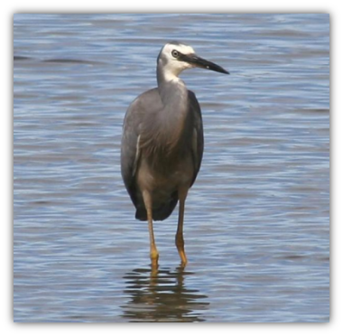 heron.png